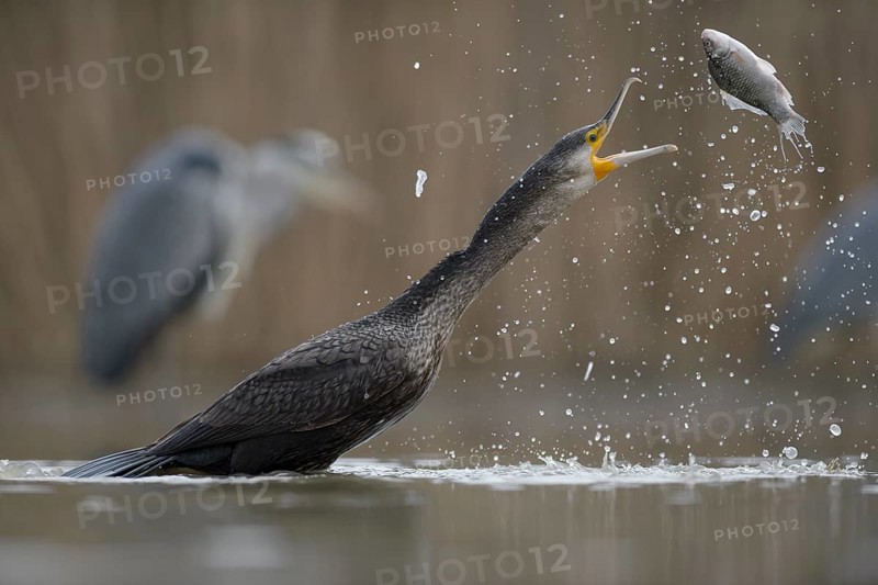 Cormorant (Phalacrocorax carbo)