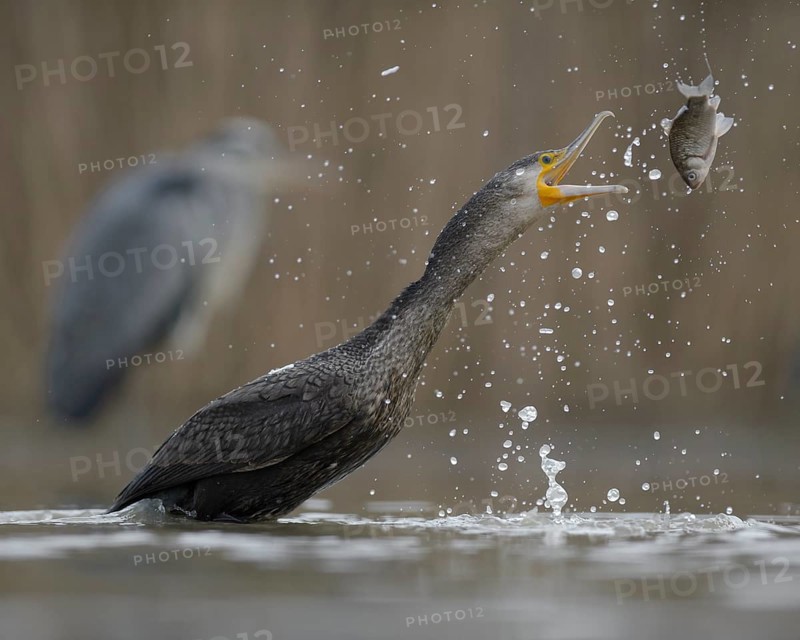 Cormorant (Phalacrocorax carbo)