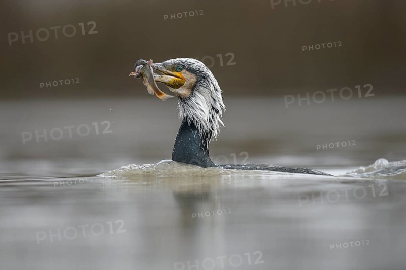 Cormorant (Phalacrocorax carbo)