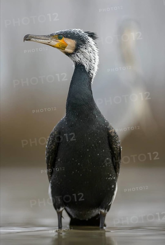 Cormorant (Phalacrocorax carbo)