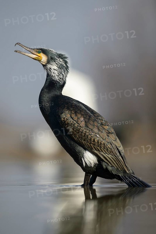 Cormorant (Phalacrocorax carbo)