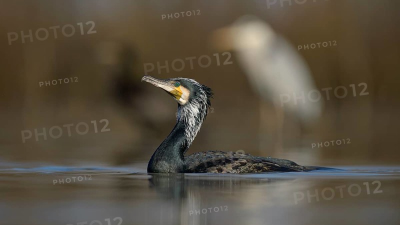Cormorant (Phalacrocorax carbo)