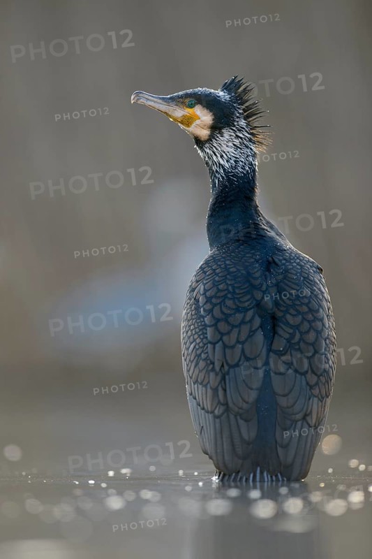 Cormorant (Phalacrocorax carbo)