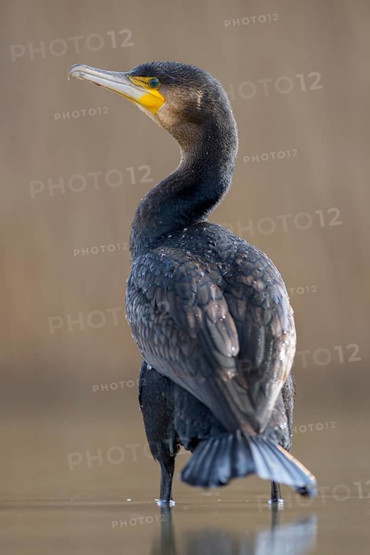 Cormorant (Phalacrocorax carbo)