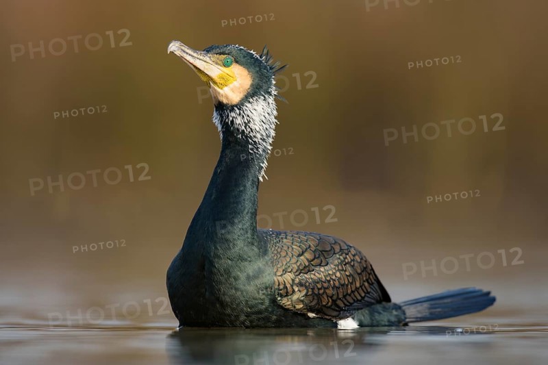 Cormorant (Phalacrocorax carbo)