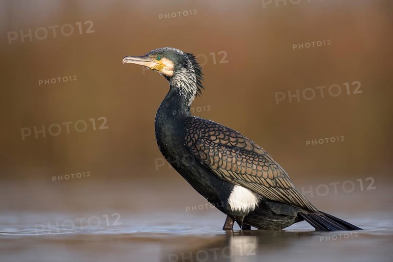 Cormorant (Phalacrocorax carbo)