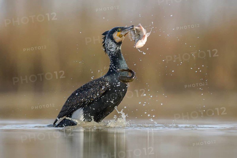 Cormorant (Phalacrocorax carbo)