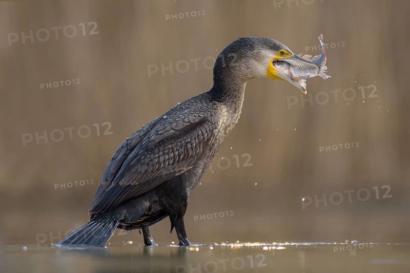 Cormorant (Phalacrocorax carbo)
