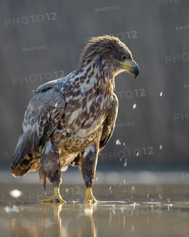 White-tailed eagle (Haliaeetus albicilla)