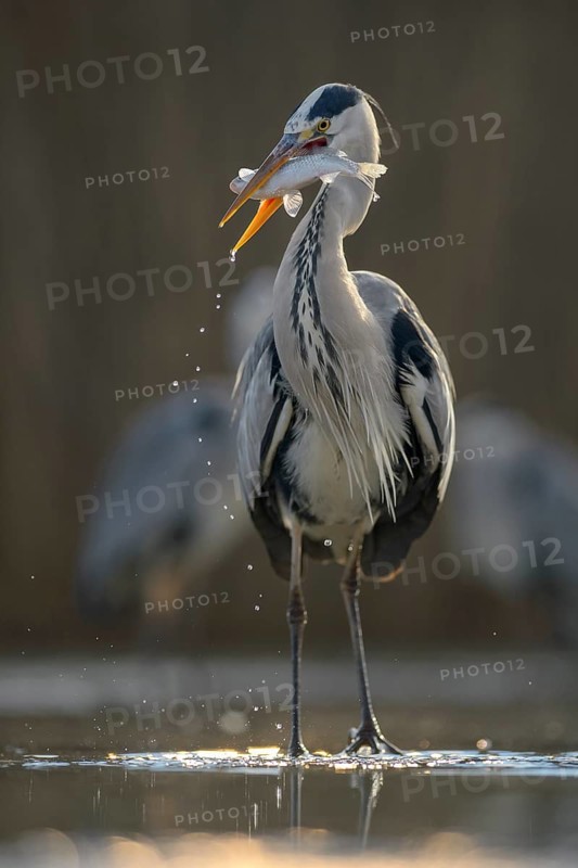 Grey Heron (Ardea cinerea)