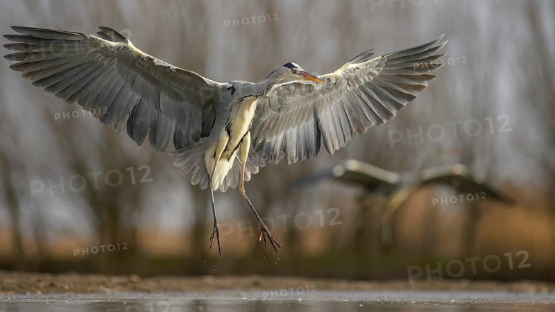Grey Heron (Ardea cinerea)