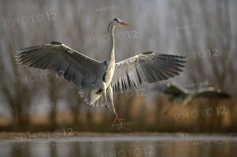 Grey Heron (Ardea cinerea)