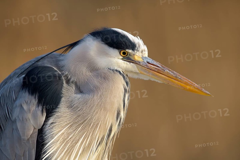 Grey Heron (Ardea cinerea)
