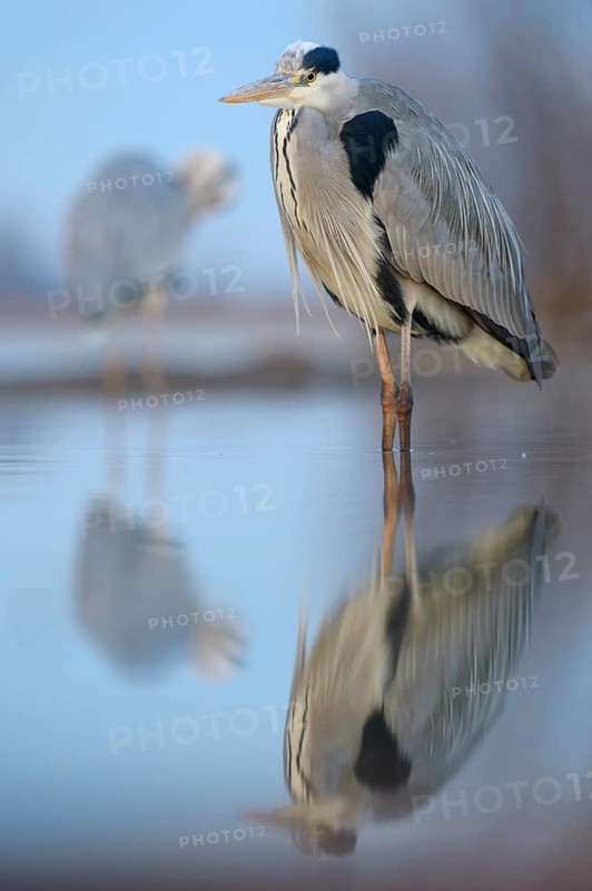 Grey Heron (Ardea cinerea)