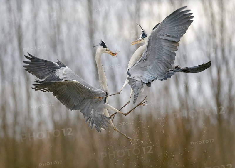 Grey Heron (Ardea cinerea)