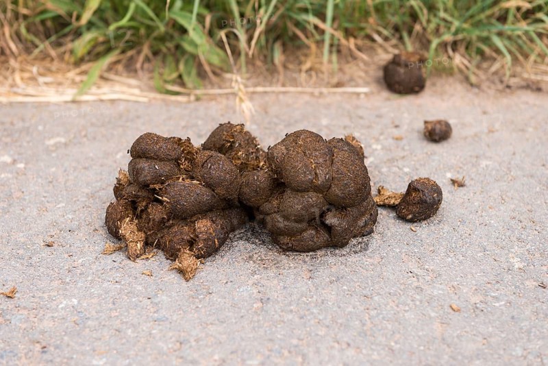 Horse droppings along the way