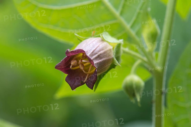 Belladonna or deadly nightshade (Atropa belladonna)