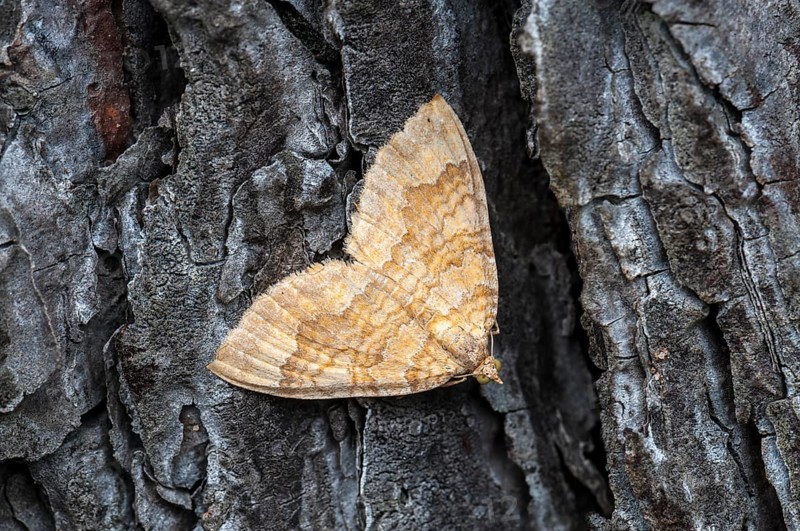 Camptogramma bilineata (Camptogramma bilineata)