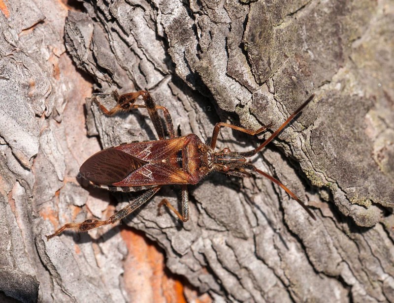 Western Conifer Seed Bug (Leptoglossus occidentalis)