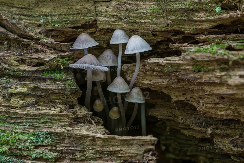 Mycena erubescnes (Mycena erubescens) on deadwood