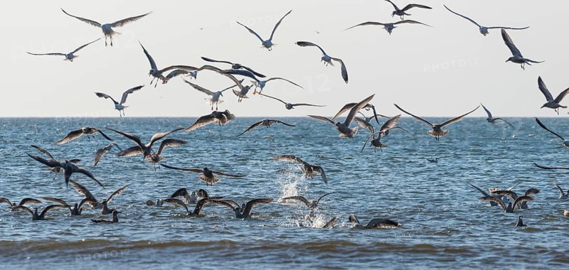 Colony of seagulls (Laridae) fishing