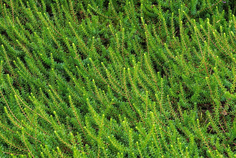 Crowberry or black crowberry (Empetrum nigrum)
