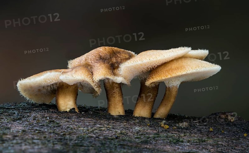 Winter polypore (Polyporus brumalis) on deadwood