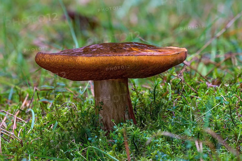 Dotted stem bolete (Neoboletus luridiformis)