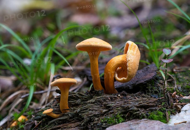 False chanterelle (Hygrophoropsis aurantiaca)