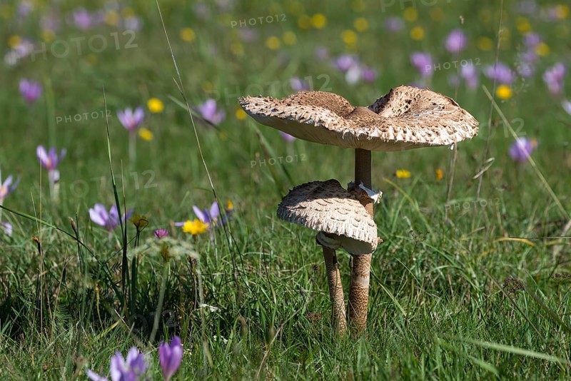 Autumn meadow with parasol mushrooms (Macrolepiota procera) and autumn crocus