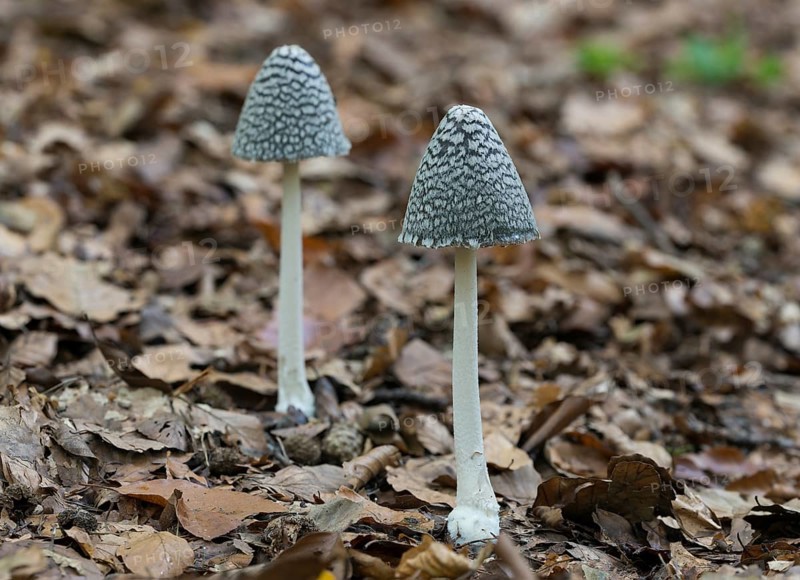 Magpie fungus (Coprinus picaceus)