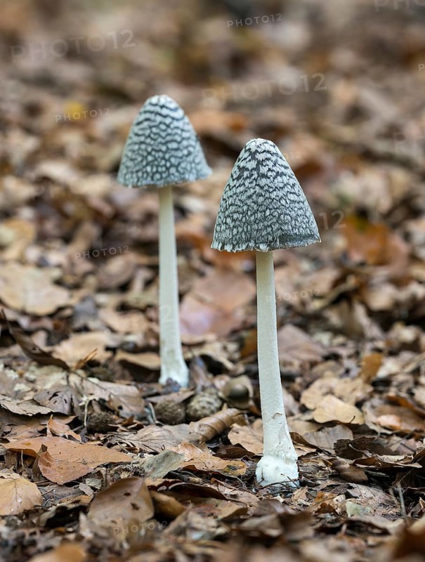 Magpie fungus (Coprinus picaceus)