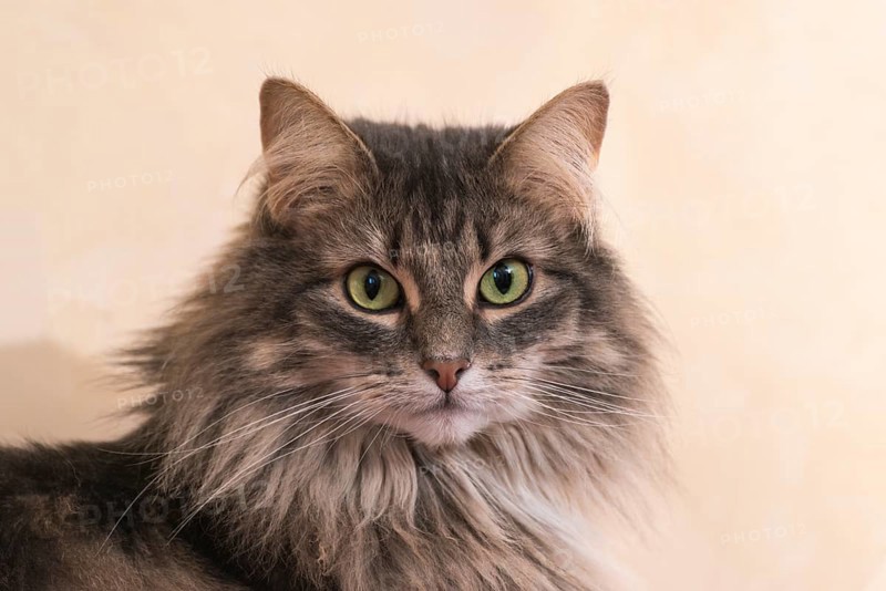 Norwegian Forest Cat