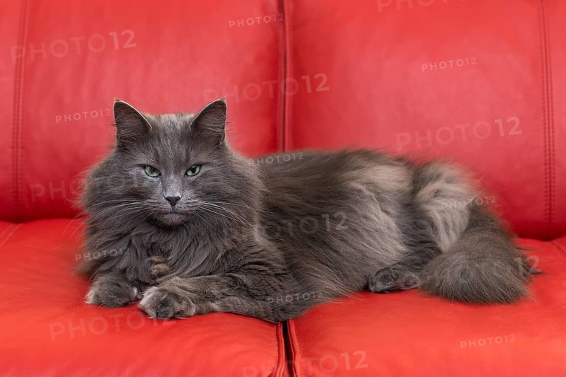 Norwegian Forest Cat lying on red sofa