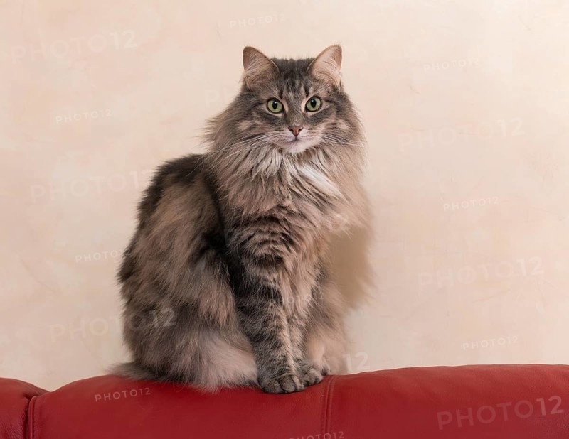 Norwegian Forest Cat