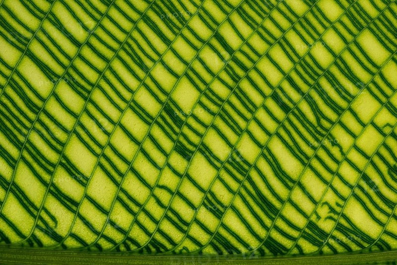 Calathea musaica (Calathea musaica)