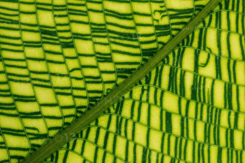 Calathea musaica (Calathea musaica)