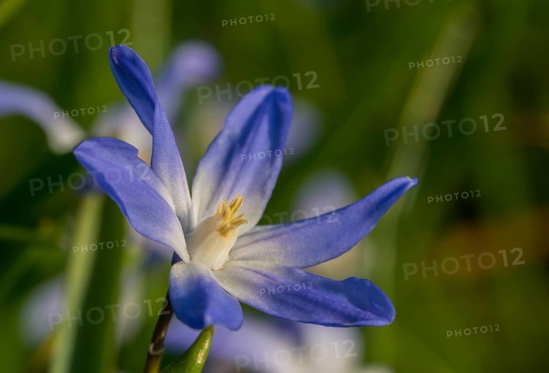 Two-leaf Squill (Scilla bifolia)