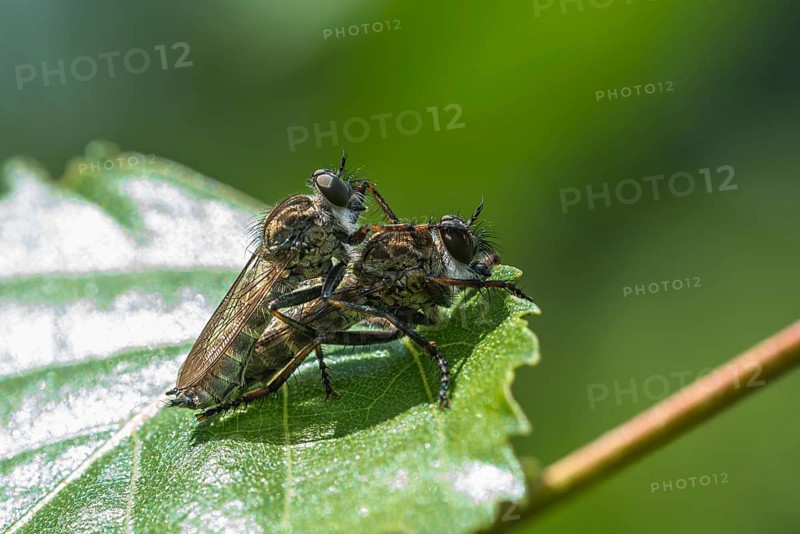 Common Robber Fly (Tolmerus atricapillus)