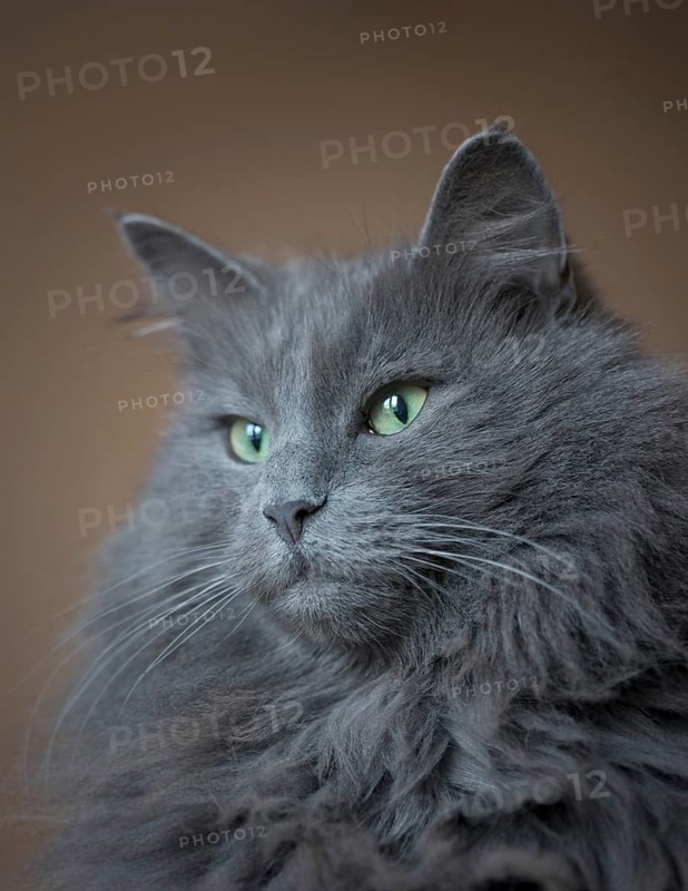 Norwegian Forest Cat