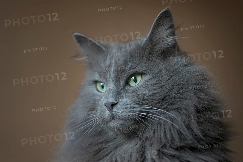 Norwegian Forest Cat