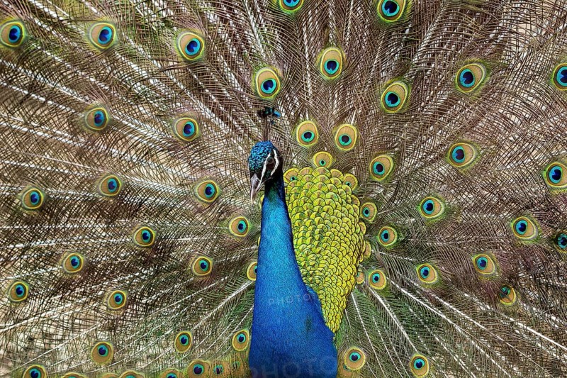 Blue Peacock (Pavo cristatus) displaying