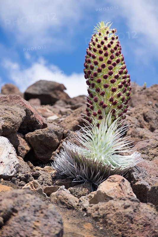 Silversword (Argyroxiphium sandwicense)