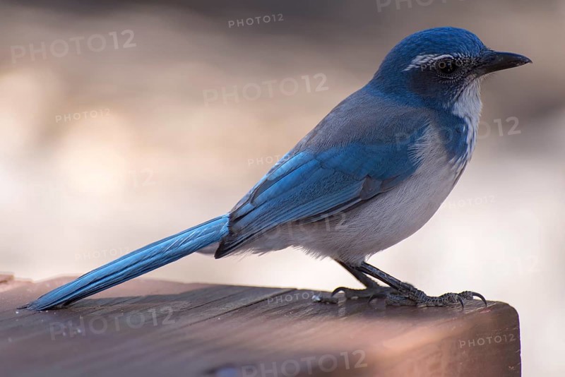 Western scrub jay (Aphelocoma californica)