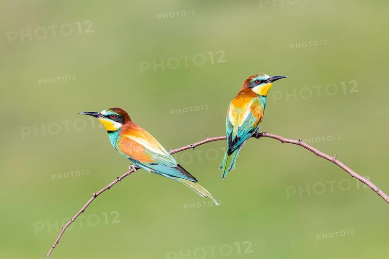 European bee-eater (Merops apiaster)