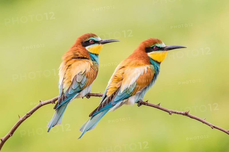 European bee-eater (Merops apiaster)