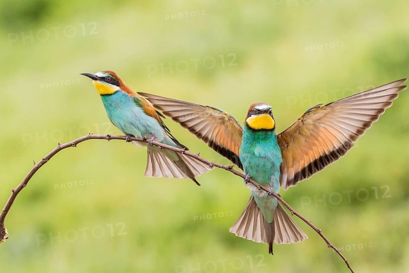 European bee-eater (Merops apiaster)