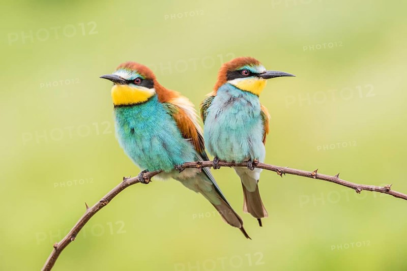 European bee-eater (Merops apiaster)
