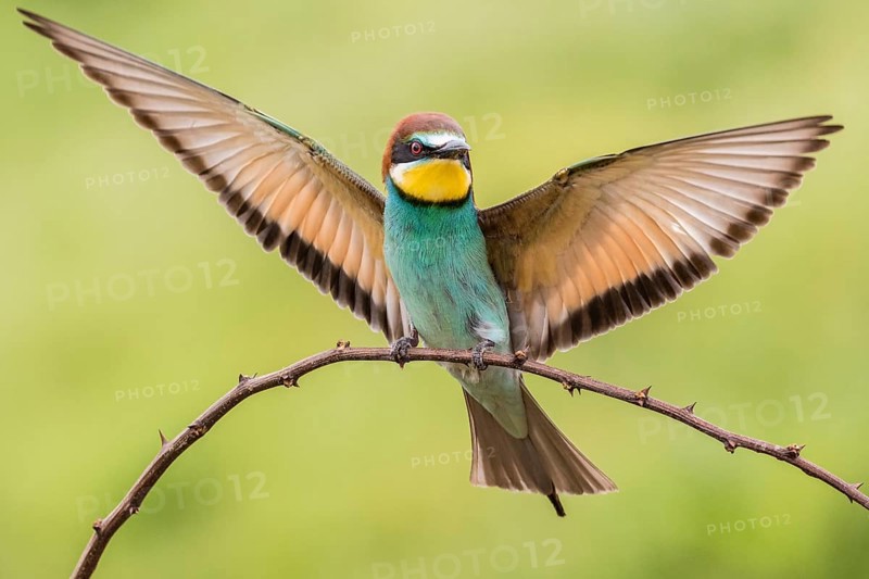 European bee-eater (Merops apiaster) landing on branch