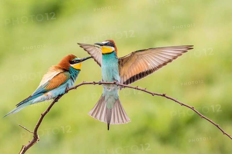 European bee-eater (Merops apiaster)